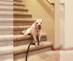 Small #3 Chinese Shar-Pei