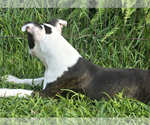 Small #2 Boston Terrier