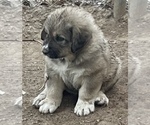 Puppy Puppy 5 Anatolian Shepherd-Kangal Dog Mix