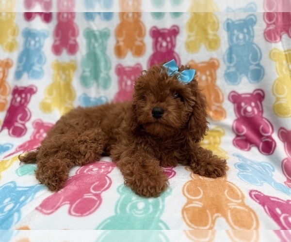 Medium Photo #5 Cavapoo (Miniature) Puppy For Sale in LAKELAND, FL, USA