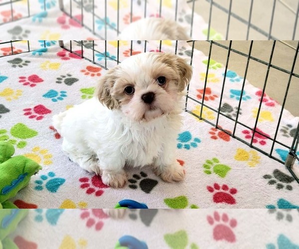 Medium Photo #11 Shih Tzu Puppy For Sale in ORO VALLEY, AZ, USA