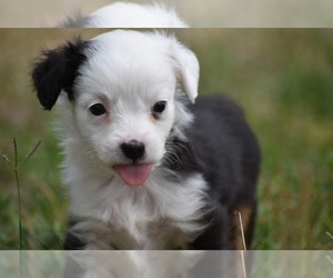 Miniature Australian Shepherd Puppy for Sale in PALM COAST, Florida USA