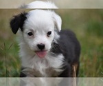 Small Photo #1 Miniature Australian Shepherd Puppy For Sale in PALM COAST, FL, USA