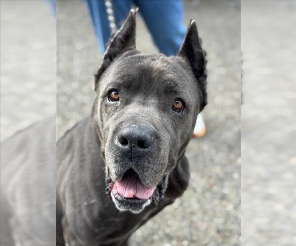 Medium Photo #2 Mutt Puppy For Sale in Woodland, CA, USA