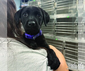 Labrador Retriever-Unknown Mix Dogs for adoption in Washington, DC, USA