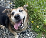 Small Beagle Mix
