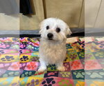 Small #5 Maltipoo (Toy)