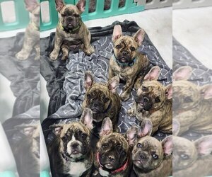 American Bulldog-French Bulldog Mix Litter for sale in AUBURN, WA, USA