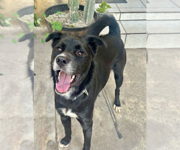 Medium Photo #12 Border Collie-Unknown Mix Puppy For Sale in San Diego, CA, USA