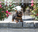 Small Photo #10 Yorkshire Terrier Puppy For Sale in WARSAW, IN, USA