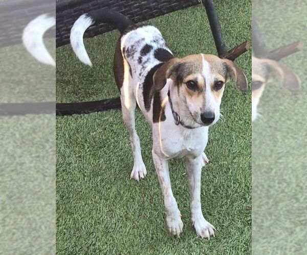 Medium Photo #1 Beagle-Unknown Mix Puppy For Sale in Carrollton, TX, USA