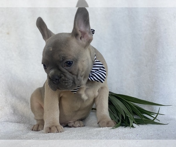 Medium Photo #5 French Bulldog Puppy For Sale in EAST EARL, PA, USA