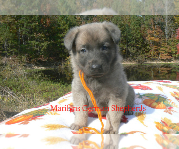 Medium Photo #6 German Shepherd Dog Puppy For Sale in PIEDMONT, MO, USA