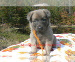 Snowy Peach Ber - Female German Shepherd Dog Puppy for Sale - Photo #6