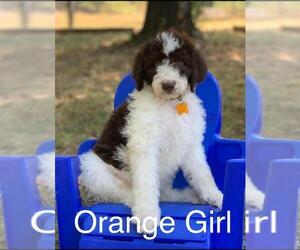 Aussiedoodle-Poodle (Standard) Mix Puppy for Sale in DRASCO, Arkansas USA