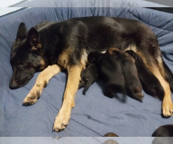 Medium Photo #1 German Shepherd Dog Puppy For Sale in MOUNTAIN LAKE, MN, USA