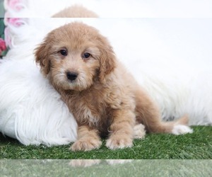 Goldendoodle Puppy for sale in MARIETTA, GA, USA