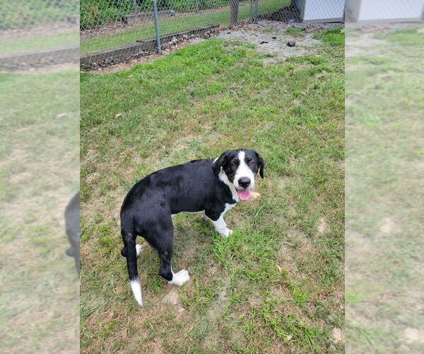 Medium Photo #1 Mutt Puppy For Sale in Boston, MA, USA