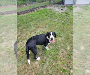 Mutt Dogs for adoption in Boston, MA, USA