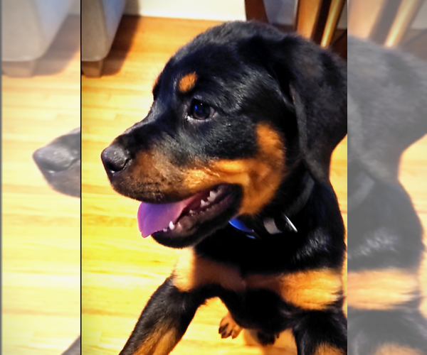 Medium Photo #18 Rottweiler Puppy For Sale in HEMINGWAY, SC, USA