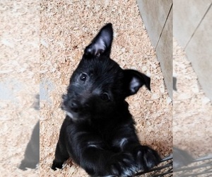 Jack Russell Terrier-Schipperke Mix Dog for Adoption in HEPPNER, Oregon USA