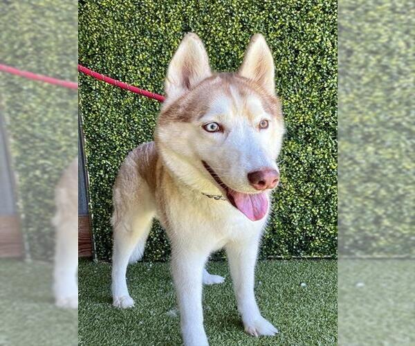 Medium Photo #1 Siberian Husky Puppy For Sale in Naples, FL, USA