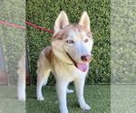 SHILOH - Female Siberian Husky Dog for Adoption - Small photo