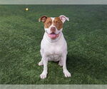 Small #2 American Pit Bull Terrier