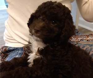 Aussiedoodle Puppy for sale in LITTLE RIVER, SC, USA