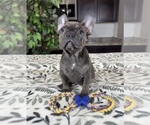 Small Photo #2 French Bulldog Puppy For Sale in GREENWOOD, IN, USA