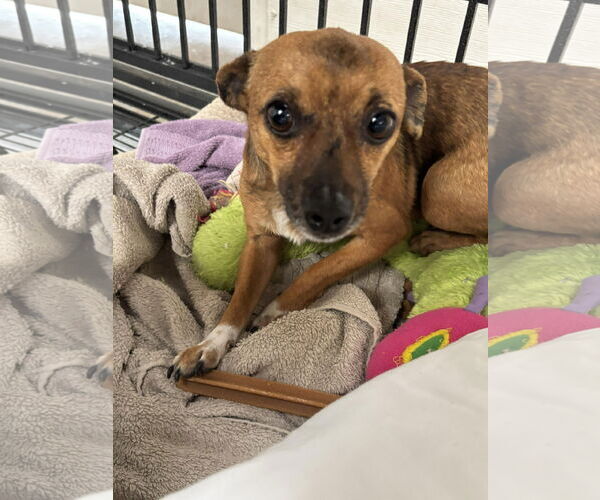 Medium Photo #5 Chihuahua-Unknown Mix Puppy For Sale in Grafton, WI, USA