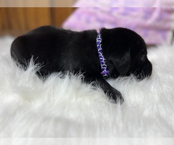 Medium Photo #1 Labrador Retriever Puppy For Sale in NEOLA, WV, USA