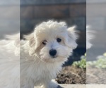 Small #4 Coton de Tulear