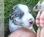 Theo - Male Australian Shepherd Puppy for Sale - Photo #6
