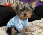Puppy Puppy 3 Yorkshire Terrier
