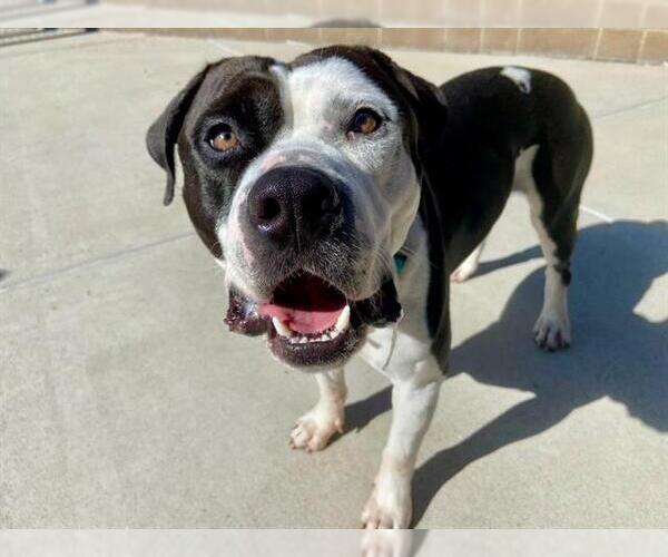 Medium Photo #3 American Pit Bull Terrier Puppy For Sale in Denver, CO, USA