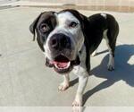 Small #2 American Pit Bull Terrier