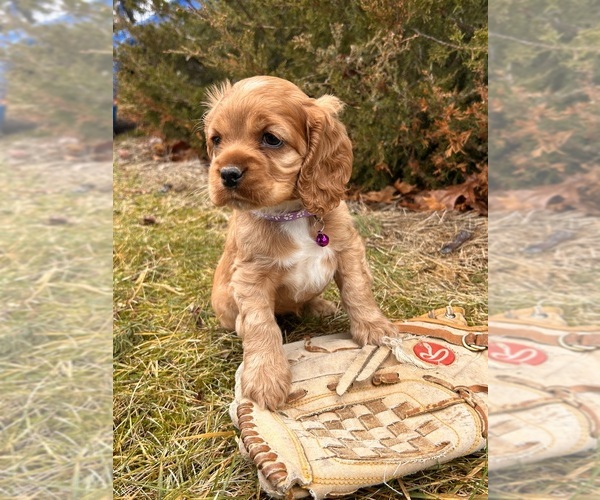 Medium Photo #3 Cocker Spaniel Puppy For Sale in MIDDLEBURY, IN, USA