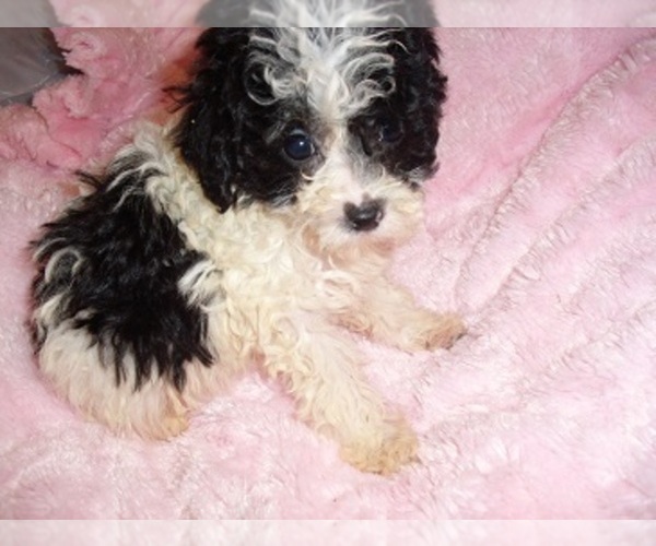 Medium Photo #2 Poodle (Toy) Puppy For Sale in JACKSON, MS, USA