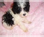 Small #1 Poodle (Toy)