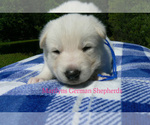 Small #4 German Shepherd Dog