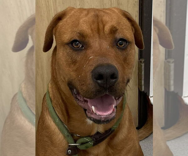Medium Photo #1 American Staffordshire Terrier-Unknown Mix Puppy For Sale in Lake Forest, CA, USA