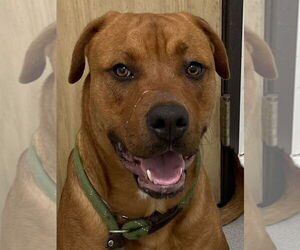 American Staffordshire Terrier-Unknown Mix Dogs for adoption in Lake Forest, CA, USA