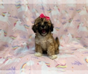 Havanese-ShihPoo Mix Puppy for sale in LAKELAND, FL, USA