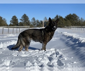 German Shepherd Dog Puppy for Sale in CALHAN, Colorado USA