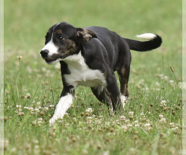 Medium Photo #9 Plott Hound-Unknown Mix Puppy For Sale in Mechanicsburg, PA, USA