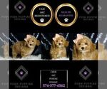 Small Photo #55 Poodle (Miniature) Puppy For Sale in WARSAW, IN, USA