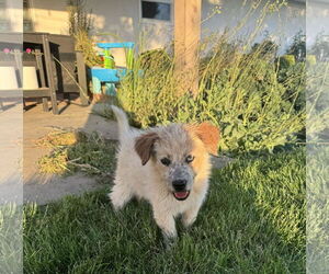 Australian Shepherd-Unknown Mix Dogs for adoption in Paso Robles, CA, USA