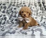 Small #1 Cockapoo (Miniature)