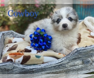 Australian Shepherd Puppy for sale in CLEBURNE, TX, USA